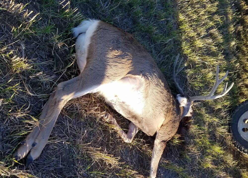 Mule deer bucks shot south of Wolf Point; FWP trying to identify suspects