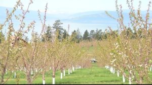 Flathead Cherry Buds