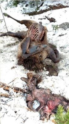 Elk poaching