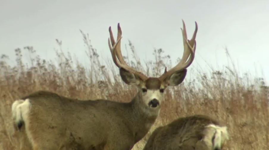 deer