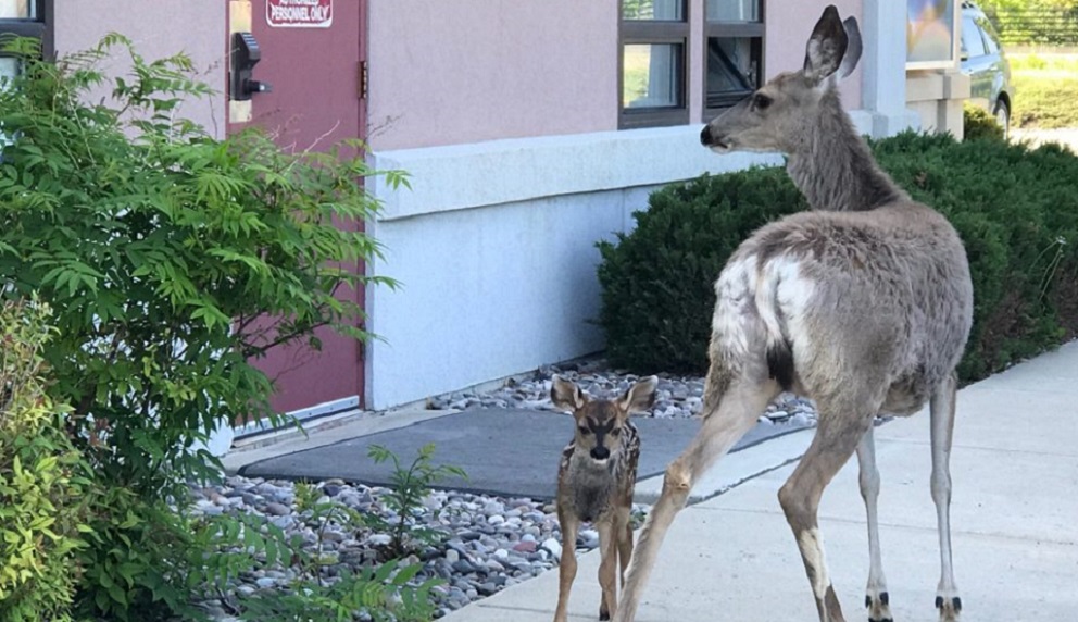 FWP says leave baby animals alone “If you care, leave them there”